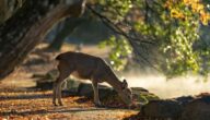 Wie Moschus aus Hirschen gewonnen wird Wie Moschus aus Hirschen gewonnen wird