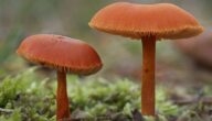 Wie Öl und Erdgas entstehen Wie Öl und Erdgas entstehen
