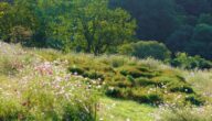 Woher wird Moschus gewonnen Woher wird Moschus gewonnen