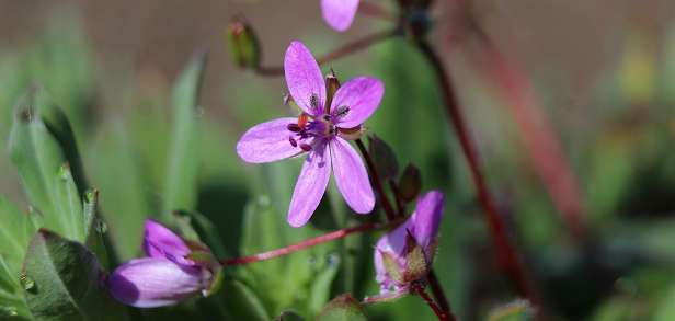 Lösungen für das Problem der minderjährigen Ehe Lösungen für das Problem der minderjährigen Ehe