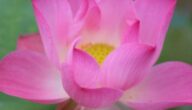 Was bedeutet Nowruz Was bedeutet Nowruz