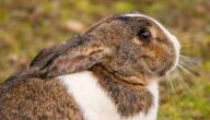 Was bedeutet Ostern Was bedeutet Ostern