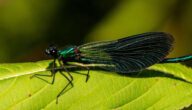 Was ist die Etikette des Scherzens Was ist die Etikette des Scherzens
