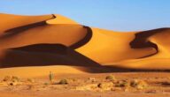 Arten von Steuern in Algerien Arten von Steuern in Algerien