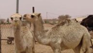Buckelfest in Taif Buckelfest in Taif