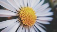 Definition des sprachlichen Klangs von Ibn Jinni Definition des sprachlichen Klangs von Ibn Jinni