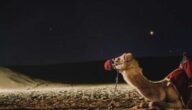 Die besten Unterhaltungsmöglichkeiten in Dubai für junge Leute Die besten Unterhaltungsmöglichkeiten in Dubai für junge Leute