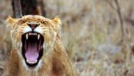 Literarische Gattungen in arabischer Sprache Literarische Gattungen in arabischer Sprache