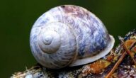 Tierische Zellbestandteile und Funktionen Tierische Zellbestandteile und Funktionen