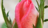 Valentinstag Geschichte Valentinstag Geschichte