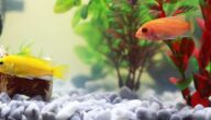 Wie man versteinertes Holz für ein Aquarium herstellt Wie man versteinertes Holz für ein Aquarium herstellt
