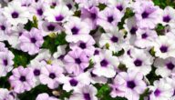 Wo liegt die Stadt Petunia Wo liegt die Stadt Petunia