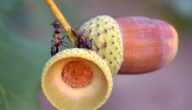 Wunder und Kuriositäten der Ameisen Wunder und Kuriositäten der Ameisen