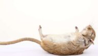 Was ist der Rat Was ist der Rat