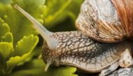 Slow Jogging – Entspannt laufen und dabei abnehmen Slow Jogging – Entspannt laufen und dabei abnehmen