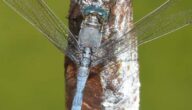 Warum ist die Farbe des Meeres blau Warum ist die Farbe des Meeres blau